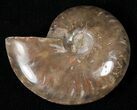 Flashy Red Iridescent Ammonite - Wide #16703-1